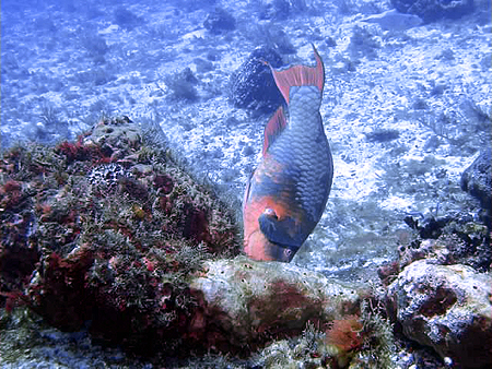 Cozumel Parrtofish